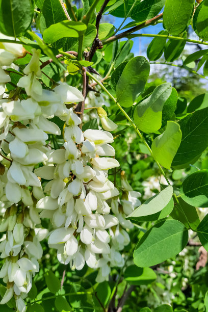 难以置信的坚韧的树，耐旱-黑槐树。图片下载