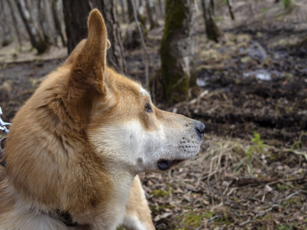 姜的宠物狗图片下载