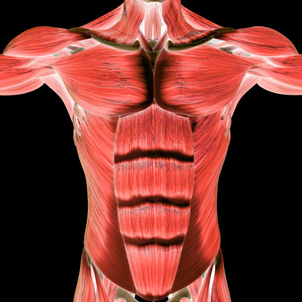 人体肌肉系统肌肉解剖学图片下载