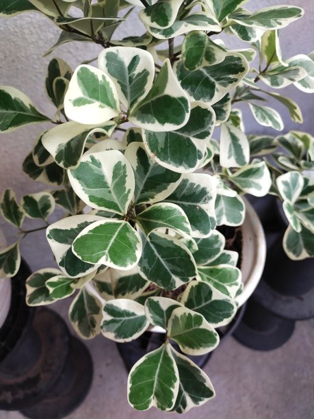 2021年9月18日，在印度尼西亚德波克，灰色背景下的房子旁边，一株绿叶榕树图片下载