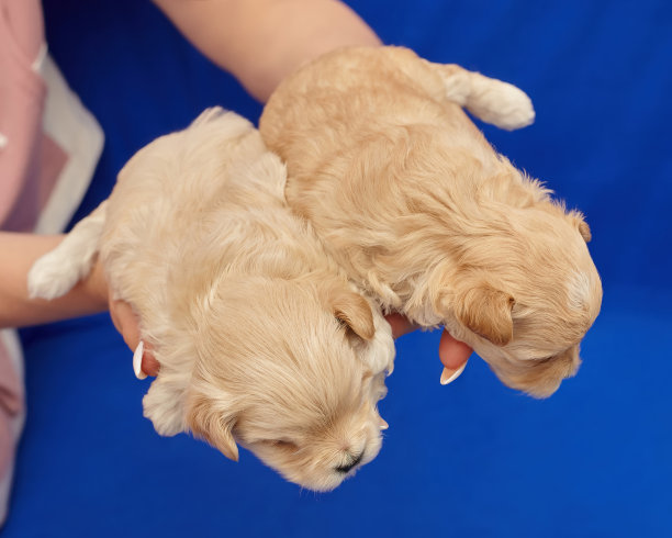 女人的手牵着两只小马尔蒂普小狗。照片拍摄在蓝色的背景图片下载