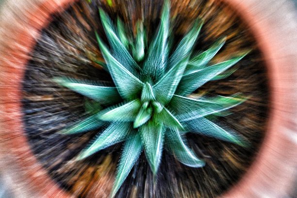 哈沃西奥普西斯·阿泰努阿塔图片下载