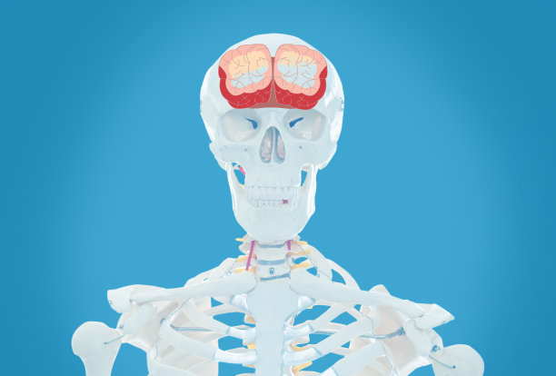 人工人体骨骼模型在浅蓝色的背景。脑部医学扫描图片下载