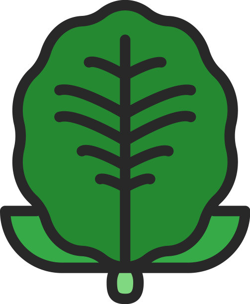 白色背景上的绿色新鲜沙拉图片下载