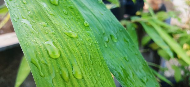 竹叶露珠图片下载