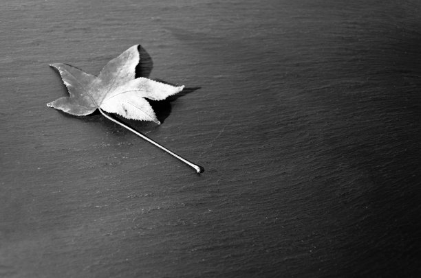 秋天的树叶在黑暗的背景上图片下载