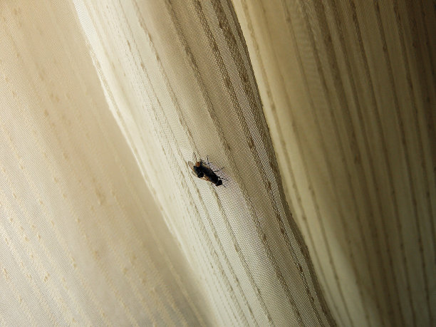 窗帘上两只苍蝇交配的场景图片下载