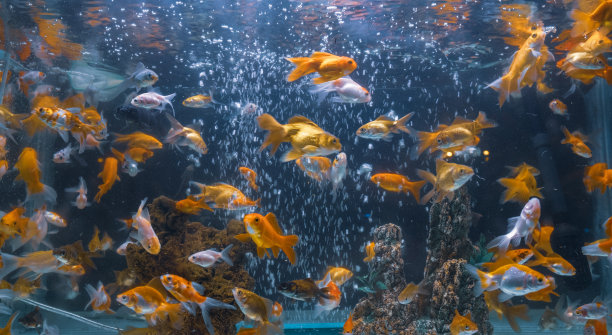 在一个小水族箱里有很多金鱼类的鱼图片下载