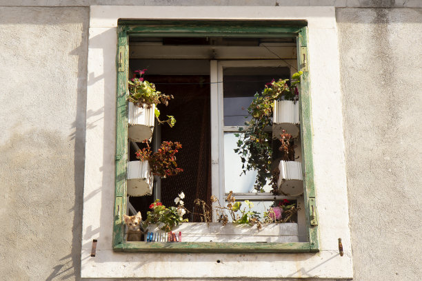 可爱的小猫从开满鲜花的窗户向外看图片下载