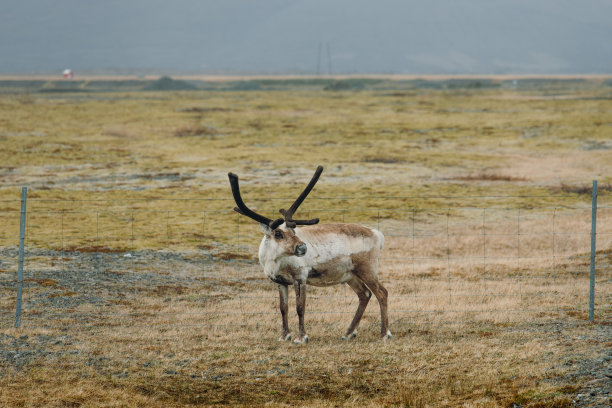 一只驯鹿站在冰岛风景优美的山景草地上图片下载