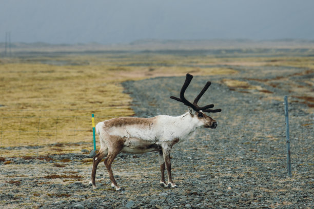 一只驯鹿站在冰岛风景优美的山景草地上图片下载