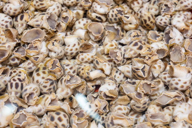 海螺在水中图片下载