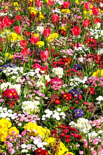 美丽的春天花坛:英国。图片下载