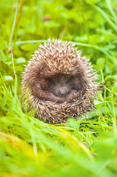 小刺猬在夏天的草地上睡觉图片下载