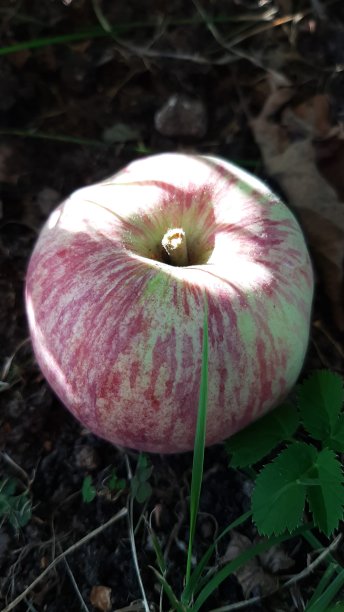 成熟的苹果躺在地上图片下载