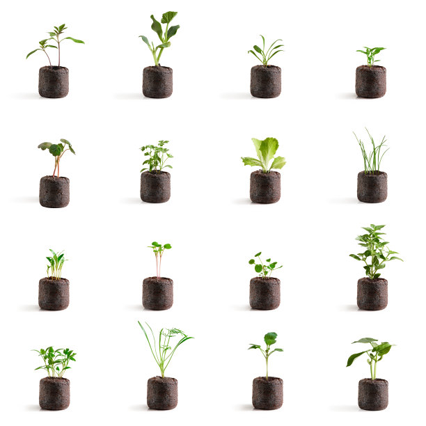 壁画上有几棵蔬菜幼苗图片下载