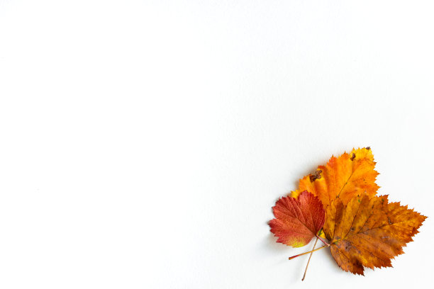 秋天构图，白色背景上晒干的叶子，感恩节概念。平铺，俯视图，复制空间图片下载