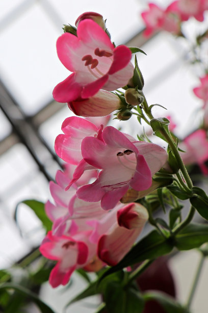 粉红色和白色胡子舌花的特写图片下载