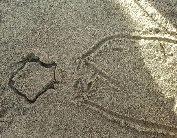 鲨鱼吃鱼沙版画图片下载