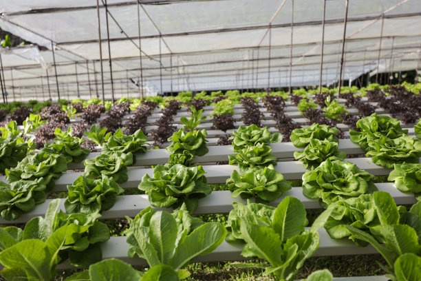 蔬菜水培系统，用于烹饪，沙拉/在水上生长的植物图片下载