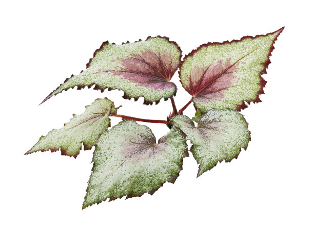 海棠叶，海棠叶，异域热带叶，孤立在白色背景与修剪路径图片下载