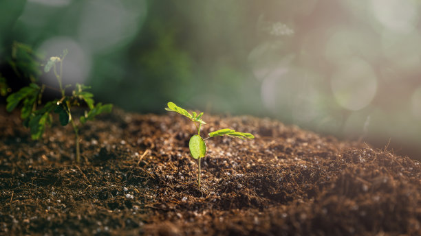 在清晨的阳光照耀下，幼苗从肥沃的土壤中生长出来。在阳光下生长的小植物。生态学的概念。图片下载