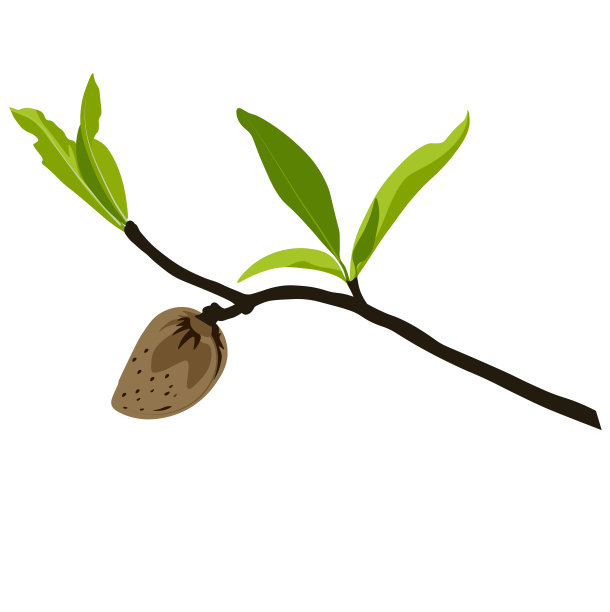 带花木的扁桃枝图片下载