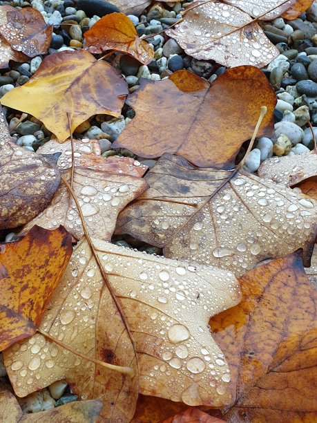 秋天的树叶上有雨滴图片下载