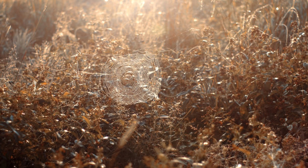 秋天的蜘蛛网图片下载