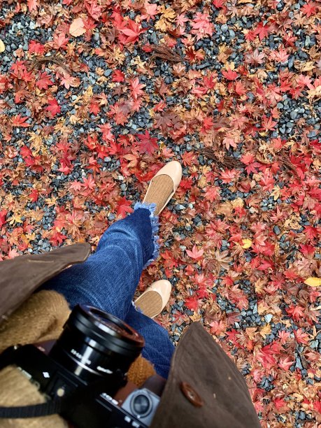 一个旅行者走在掉落的红色枫叶上图片下载