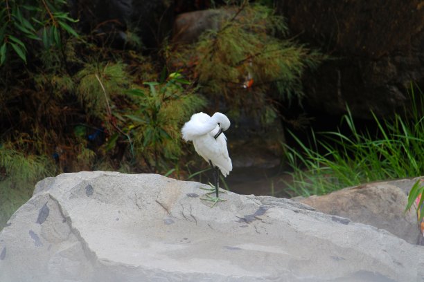 白鹭鸟在清洁自己图片下载