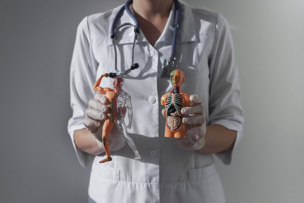 解剖研究的概念。医生手中的人体模型图片下载