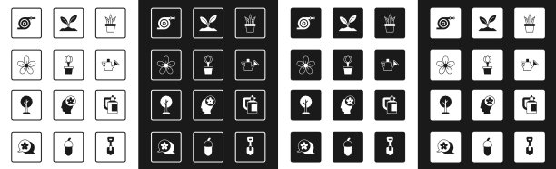 在盆栽郁金香花园软管中种植图片下载