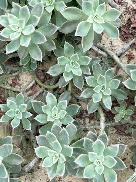 多肉植物爬满了花园的沙子图片下载