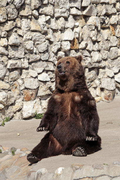 熊正坐着。图片下载