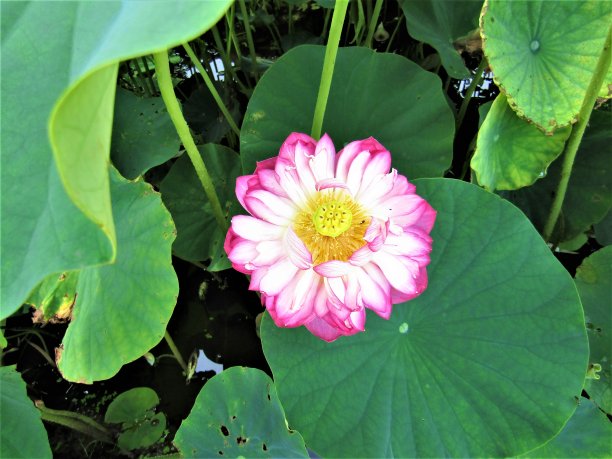 莲花。图片下载