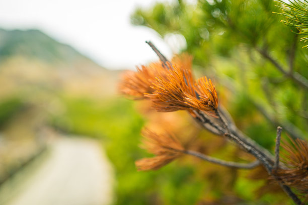 2020年10月，山上的小西伯利亚松图片下载