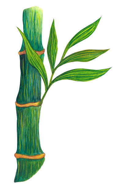 水彩竹枝上有叶子。手绘插图孤立在白色背景。竹制树干，有嫩枝和带细脉的绿叶。彩色植物草图。图片下载