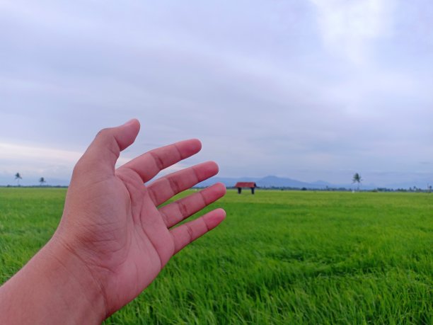 一个男人的手放在稻田的背景上图片下载