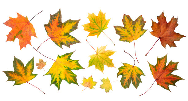 收集秋天的叶子在白色的背景。秋天橙叶飘落在白色的背景上图片下载