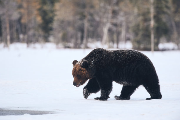 雪地里的棕熊图片下载