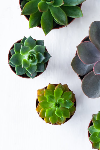 混合不同的多肉菊苣室内盆栽植物。家庭园艺的概念，爱好，闲暇时间。白色木制背景。关闭，宏观，俯视图。文本复制空间图片下载