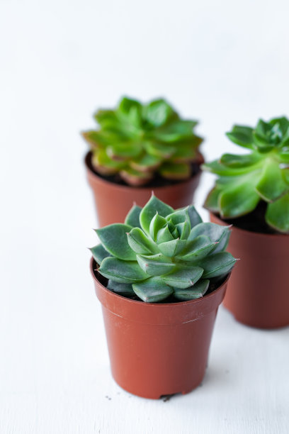 盆中多肉的室内植物。家庭园艺的概念，爱好，闲暇时间。白色木制背景。近距离、宏图片下载