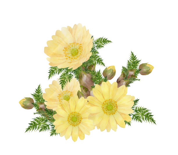 水彩阿多尼斯花图片下载