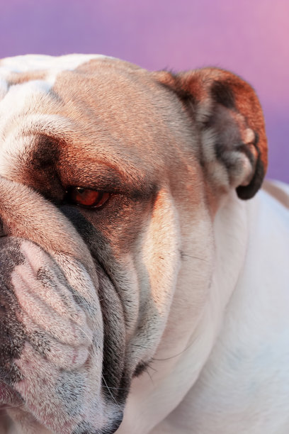 英国公牛头犬望向镜头外。图片下载