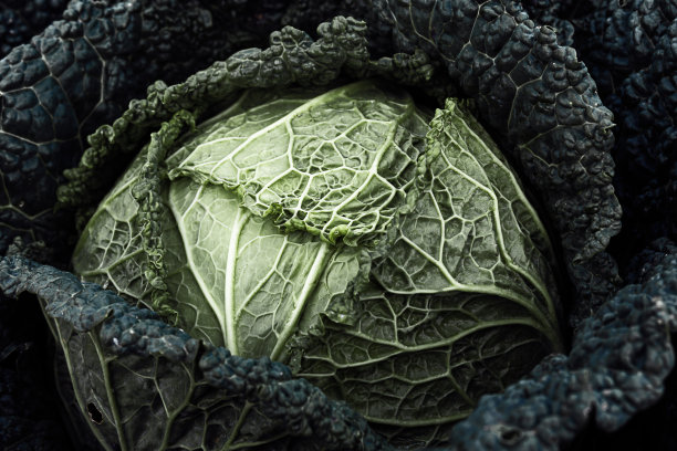 卷心菜特写作为一个自然背景图片下载
