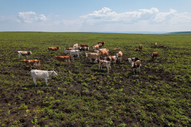 鸟瞰图的牛群在牧场上吃草，俯视图无人机pov，在草地上这些奶牛通常用于乳制品生产。图片下载