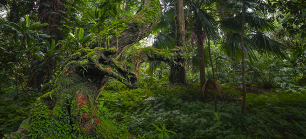 热带丛林图片下载