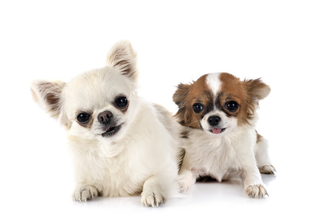 小吉娃娃图片下载