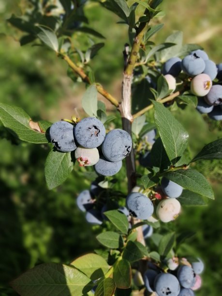 成熟的蓝莓簇在蓝莓丛上图片下载